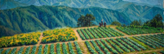 Coffee Farm